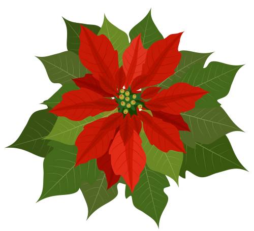 poinsettia